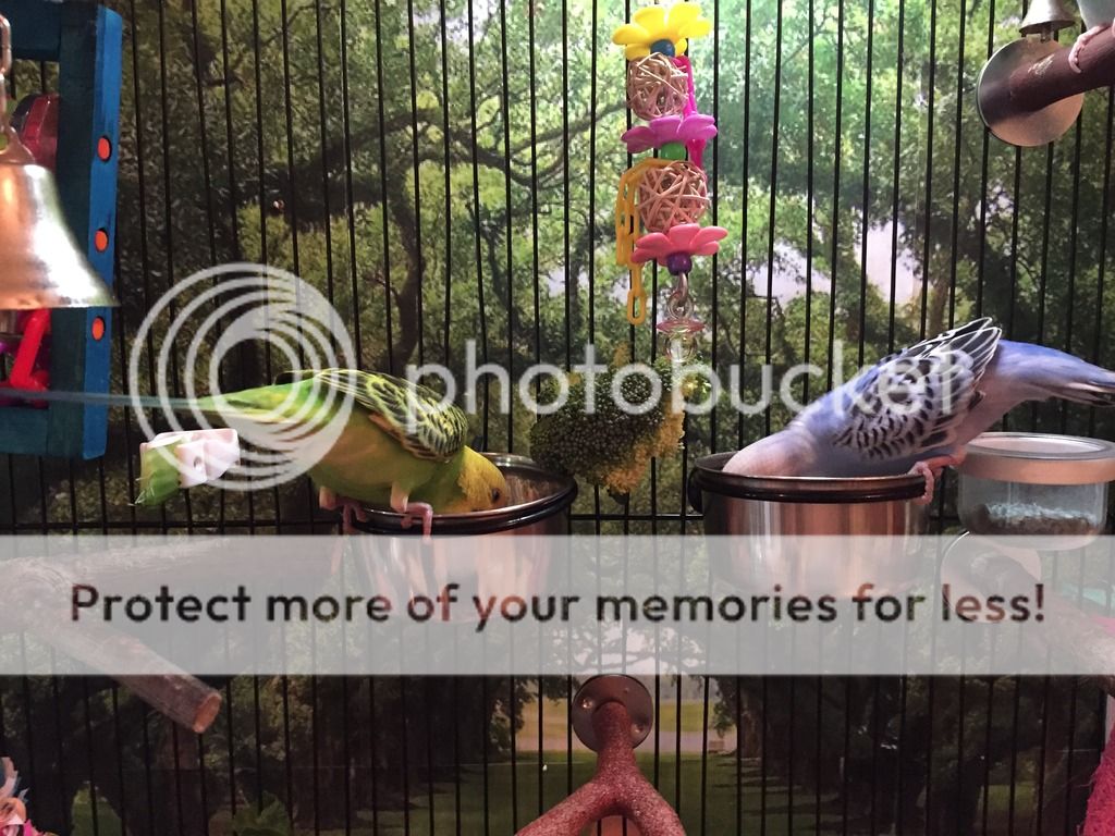 Budgie BITING other budgie's feet making them scream Budgerigars Forum