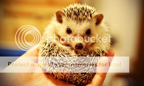 _hedgehog_zpsx43lrpyk.jpg