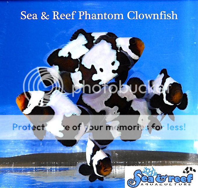 phantom clownfish group - Phantom Clownfish now shipping!