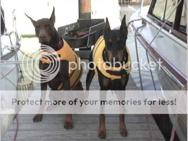doberman life jacket
