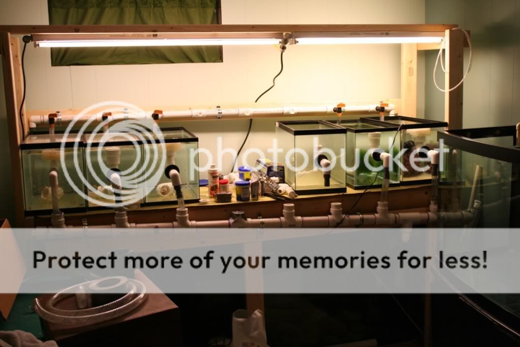 Clownfish breeding setup Reef Central Online Community