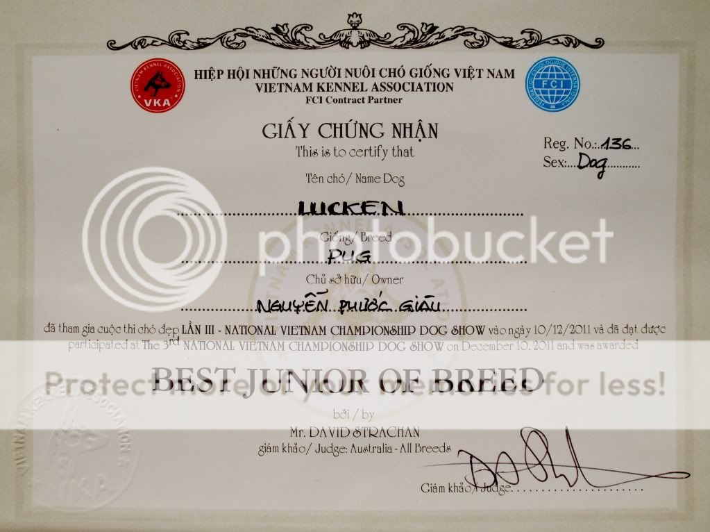 TPHCM - Chuyên cung cấp & Phối giống PUG Đen LUCKEN dòng đẳng cấp thuần chủng. - 9