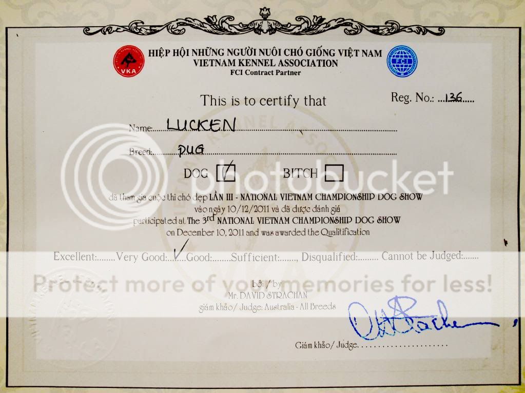 TPHCM - Chuyên cung cấp & Phối giống PUG Đen LUCKEN dòng đẳng cấp thuần chủng. - 8