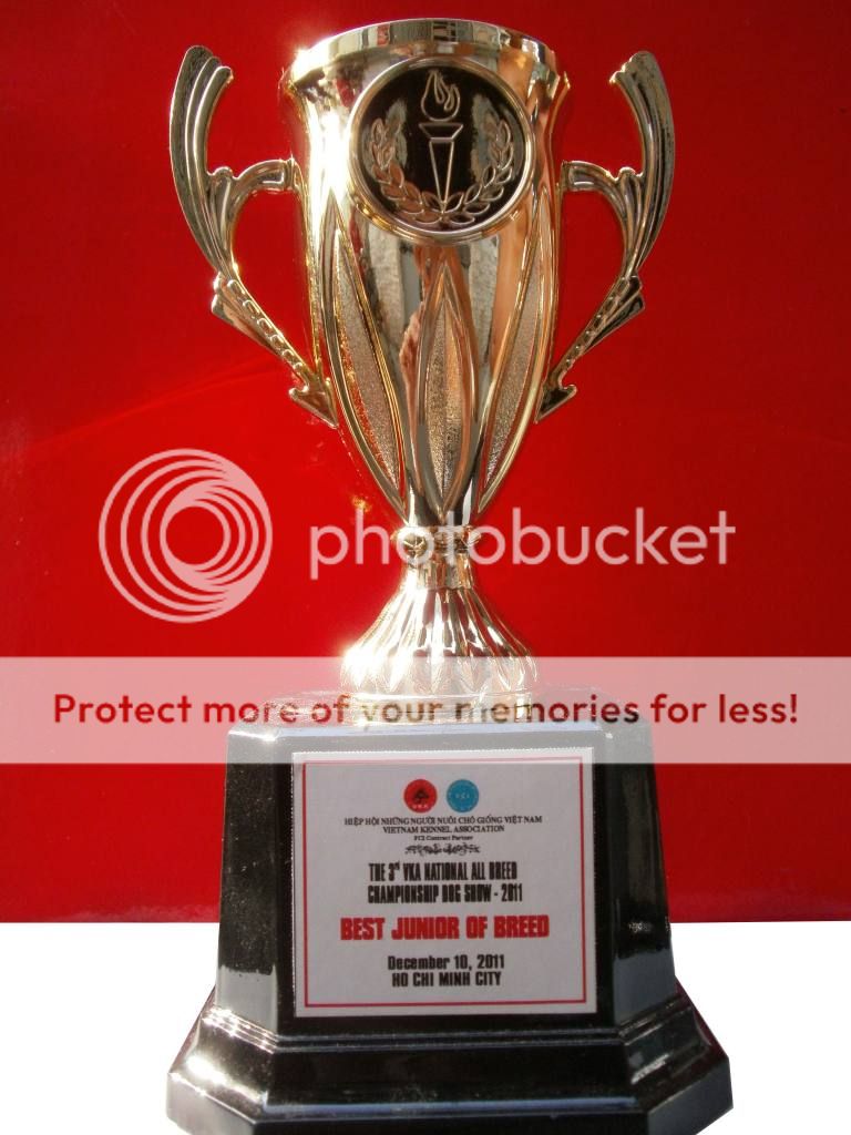 TP HCM:Nhận Phối Giống Pug Đen LUCKEN & Pug Vàng LUCKY Bán Pug Con Đen,Vàng. - 11