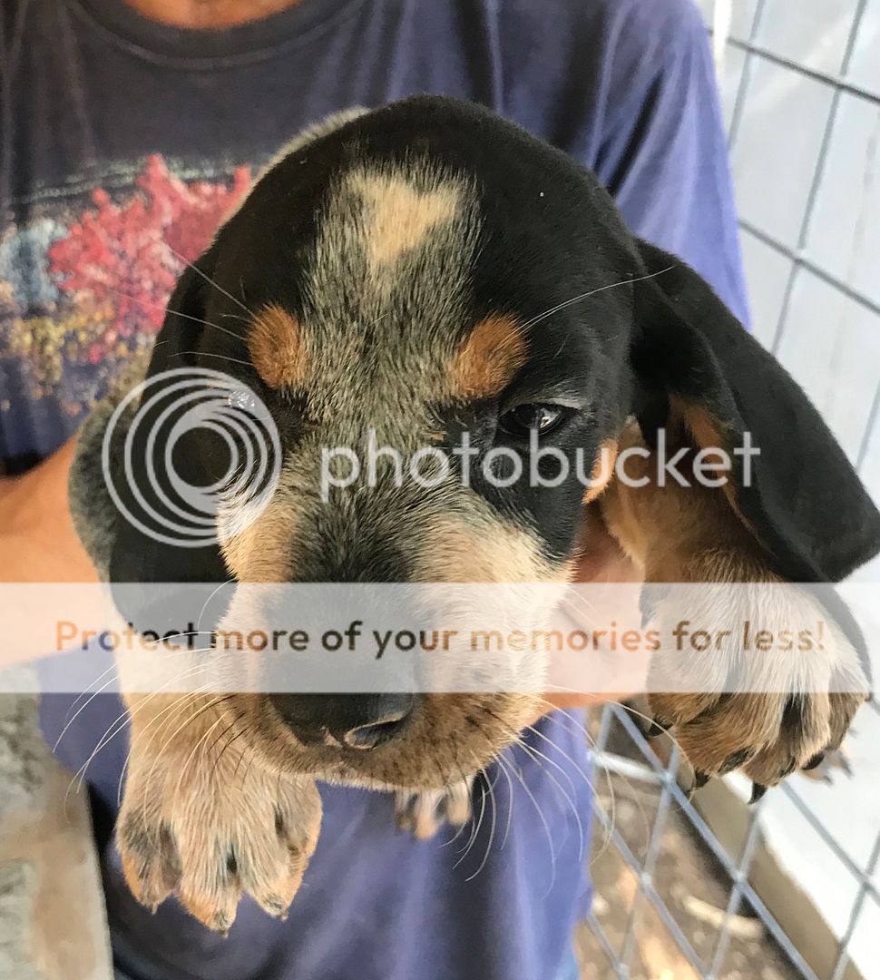 ukc bluetick coonhound for sale